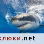 Голяма бяла акула беше заснета за пръв път в централната част на Средиземно море