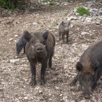 Стадо диви прасета обсади луксозен комплекс край село Герман